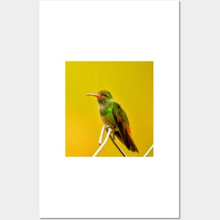 oli green Hummingbird Posters and Art